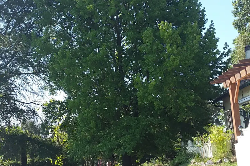 Grand arbre avant intervention, vu depuis le sol