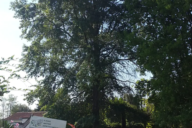 Grand arbre avant intervention, vu depuis le sol